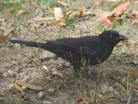 Glanstroepiaal [Quiscalus quiscula]